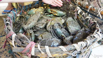 上海阳澄湖大闸蟹如何品质保证？