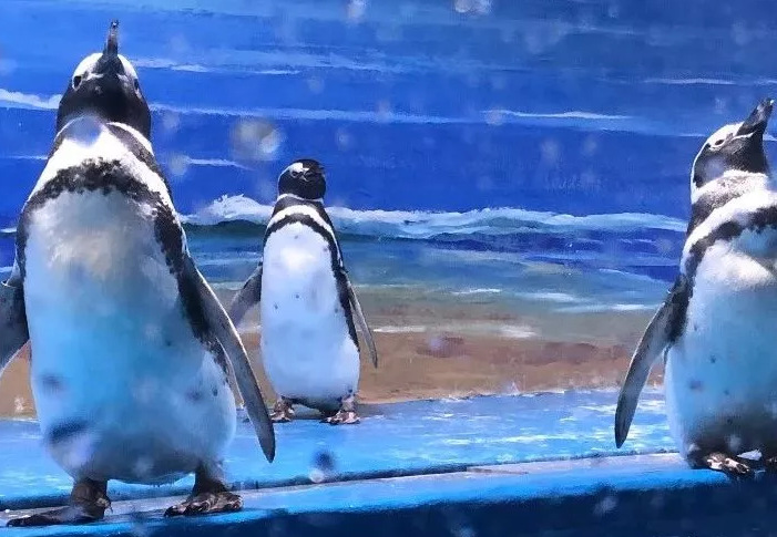 青岛海底世界办年卡合适吗