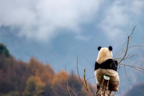 成都哪个摄影